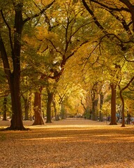 Sunlight filters through autumn leaves, casting a warm glow on the pathway in Central Park, Manhattan, New York.