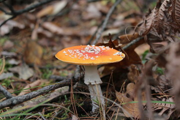 Toadstool in the forest
amanita, fly agaric, toadstool 