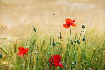 Fototapeta premium Wild poppies (Papaver rhoeas) blooming in the field in sunny day - selective focus