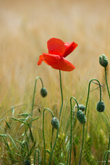 Naklejka premium Wild poppies (Papaver rhoeas) blooming in the field in sunny day - selective focus
