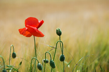 Naklejka premium Wild poppies (Papaver rhoeas) blooming in the field in sunny day - selective focus