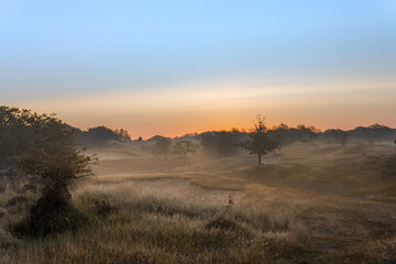 Dutch Dunes in the Dawn