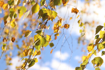 Birch tree with autumn foliage against the sky. Autumn colors. Natural autumn background, golden season. Birch branches with selective focus. Autumn concept, birch forest