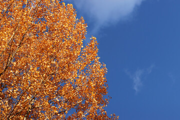 Tree with bright yellow autumn foliage against the sky. Autumn colors. Natural autumn background, golden season. Tree with lush crown in the park