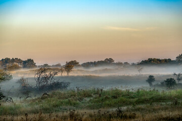 Mist over the forest