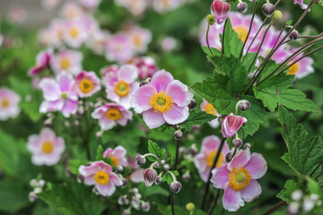 Japanese anemone is a common name for Eriocapitella japonica, a species of flowering plant in the family Ranunculaceae.