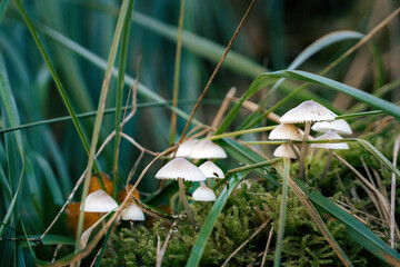 Undercover Caps: Nature's Umbrellas