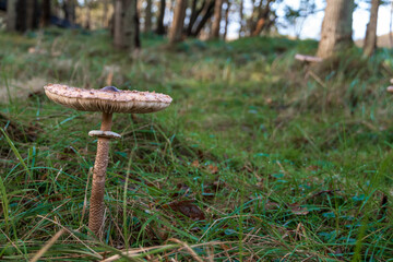 Spore What? Discovering Mushrooms