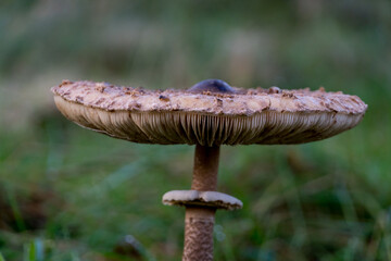 Food for Thought: Forest Fungi Finds