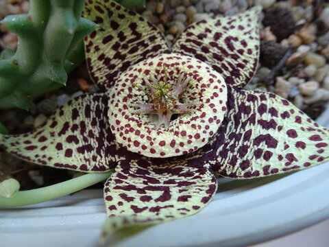 Cactus flower of crested stapelia growing at my desk