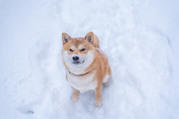 Shiba inu dog is looking up in winter. Face covered with snow. View from above. It is snowing.