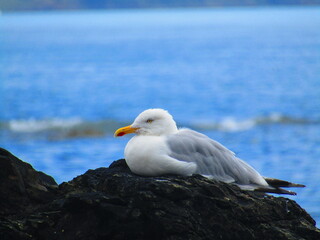 seagull on the rock