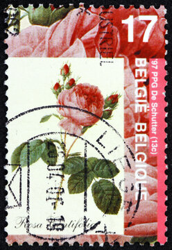 Postage stamp Belgium 1997 Provence rose, rosa centifolia, is a hybrid rose developed between the 17th century and the 19th century