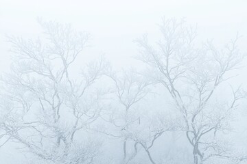 A branch of an alder tree (Alnus glutinosa) with snow covering it against a defocused background. The depth of field is shallow and the focus is selective.
