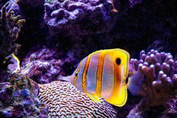 Obraz premium Colourful tropical butterflyfish on the coral reef 