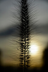 puszysty kłos trawy na tle zachodzącego słónca, fluffy grass ear in sunset backlight against dark background. Backlit image. Kłos rozplenica japońska (Pennisetum alopecuroides)	