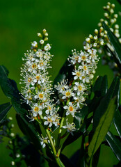 kwitnąca laurowisnia odmiana 'Otto Luyken', Prunus laurocerasus, karłowa odmiana laurowiśni, Prunus laurocerasus Otto Luyken, cherry laurel, common laurel, cherry laurel on a blurred green backgroun	
