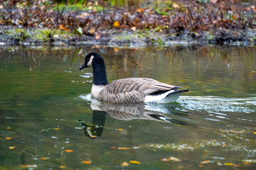 Canada geese in a pond swimming 