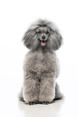 toy poodle on a uniform background