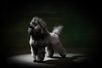 toy poodle on a uniform background