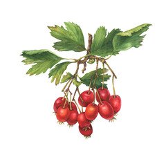 Hawthorn on twigs with green leaves and bright red berries (crataegus, quickthorn, thornapple, May-tree, whitethorn, Mayflower or hawberry). Watercolor hand drawn painting illustration isolated 