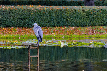 Grey Heron is flying over a pond with lily pads. The water is calm and the sky is clear