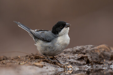 Monterita cabeza negra 