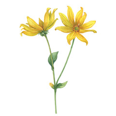 Close-up of yellow Jerusalem artichoke flowers (Helianthus tuberosus, sunroot, sunchoke, wild sunflower, topinambur, earth apple). Watercolor hand painting illustration on white background