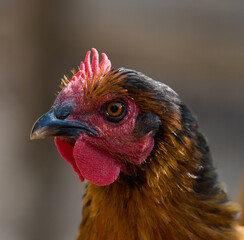 Domestic chicken walking outdoors on a summer day, rooster