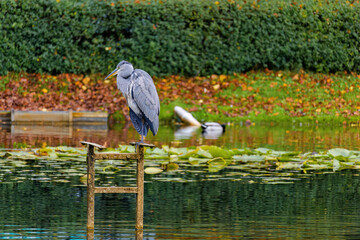 Grey Heron is flying over a pond with lily pads. The water is calm and the sky is clear