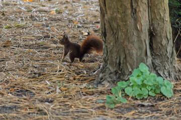 A squirrel is sitting on the ground in a grassy area