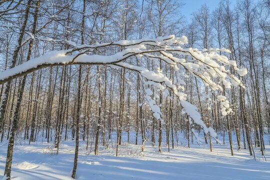 Snowy conifer forest, Utsjoki, Finland, February.