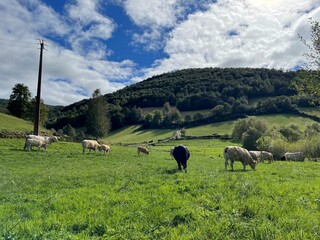Naklejka premium Vacas en Pedrafita do Cebreiro, Galicia