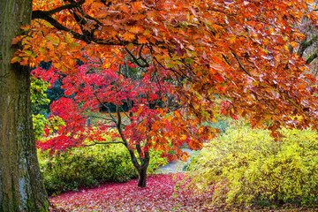 A tree with red leaves is in a field with yellow and green bushes