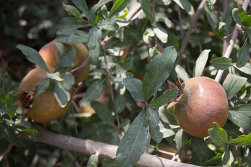 Unripe pomegranate fruits among green foliage close-up on a sunny day