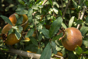 Unripe pomegranate fruits among green foliage close-up on a sunny day