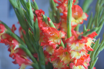 Bouquet of gladioli in a pink and yellow vase