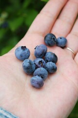 Hand Picked Blueberries