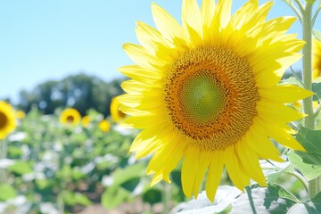 Obraz premium A close-up of a bright yellow sunflower in full bloom against a clear blue sky.