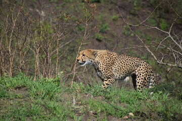 cheetah in the grass