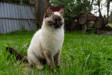 Gatto bianco e nero