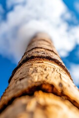 A close up of a tree trunk with a blue sky in the background