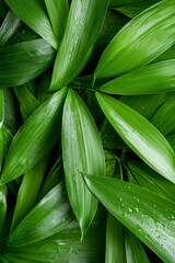 Fototapeta premium A close up of a bunch of green leaves with water droplets