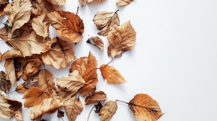 Fototapeta premium Dry leaves against white backdrop.