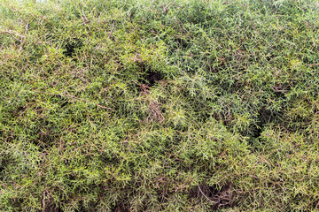 texture with green leaves hedge