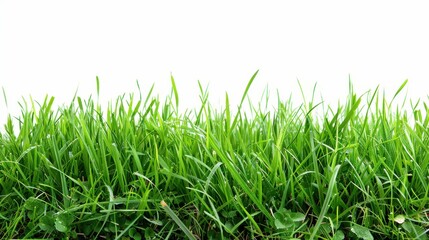 Rich green grassland, isolated on a clean white background. A perfect symbol of nature's simplicity