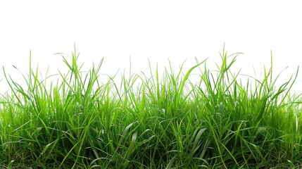 Fototapeta premium Rich green grassland, isolated on a clean white background. A perfect symbol of nature's simplicity
