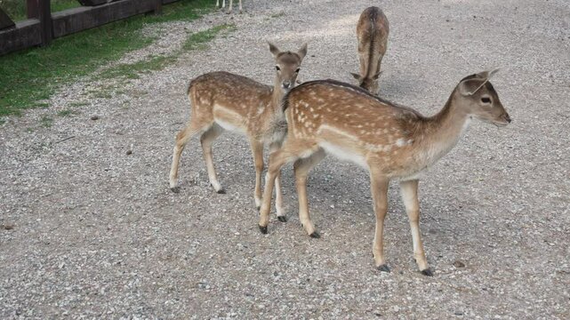Young roe deer sniffing the backside of another deer while grazing slow motion. Young true deer grazing in the wild. Whitetail sika walking in forest