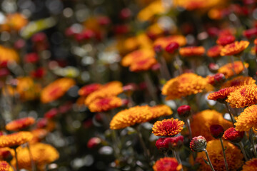 Orange bush flowers. Solid carpet of lush bright orange flowers, garden art, close-up of flowering. Foreground in focus, foreground in blur