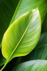A close up of a green leaf on a plant